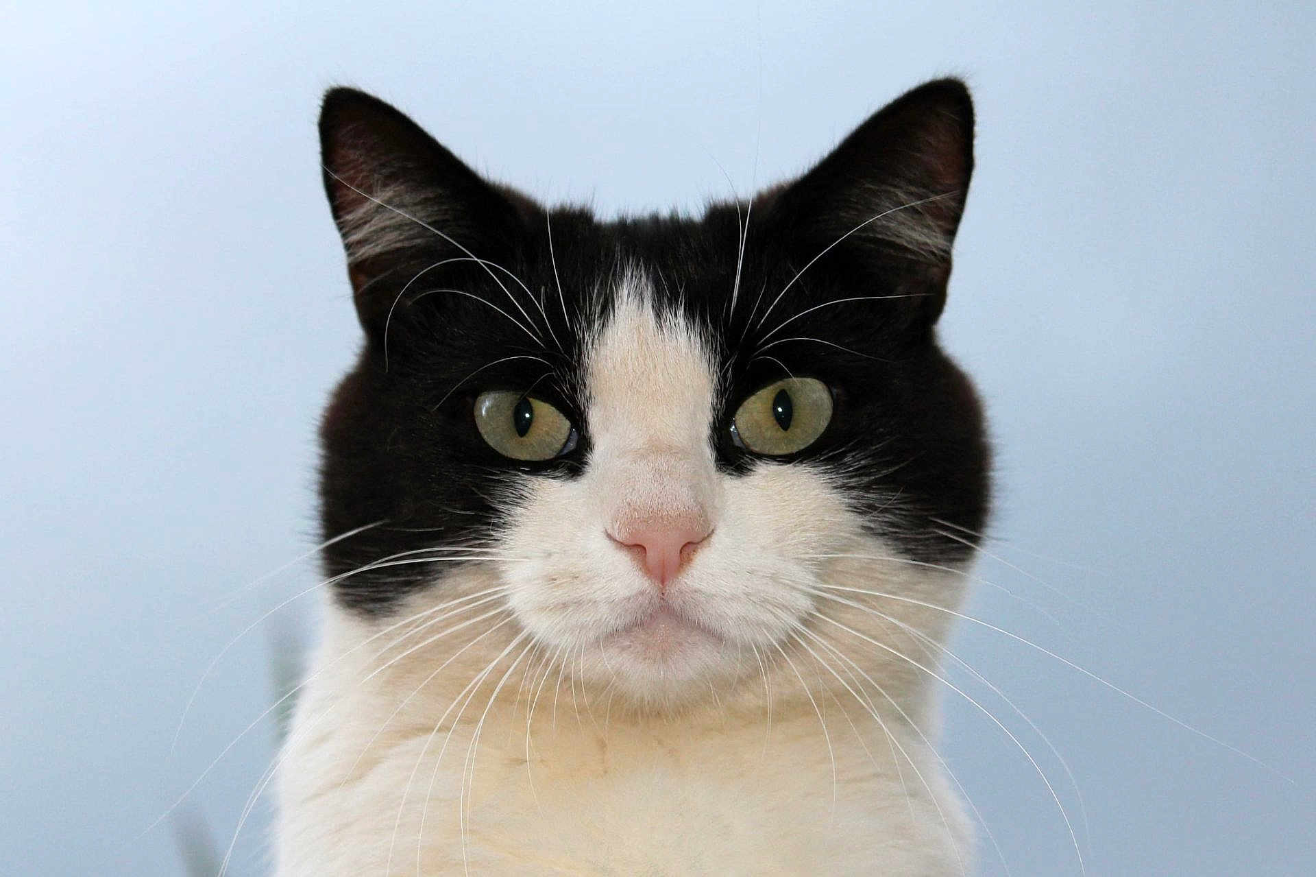 Zoé participe au concours pour gagner de l'argent avec cette photo : cat, close_up, portrait, black_and_white, whiskers, green_eyes, animal, pet, feline, face, ears, nose, fur, outdoor, background, looking, alert, cute, soft_light, symmetry
