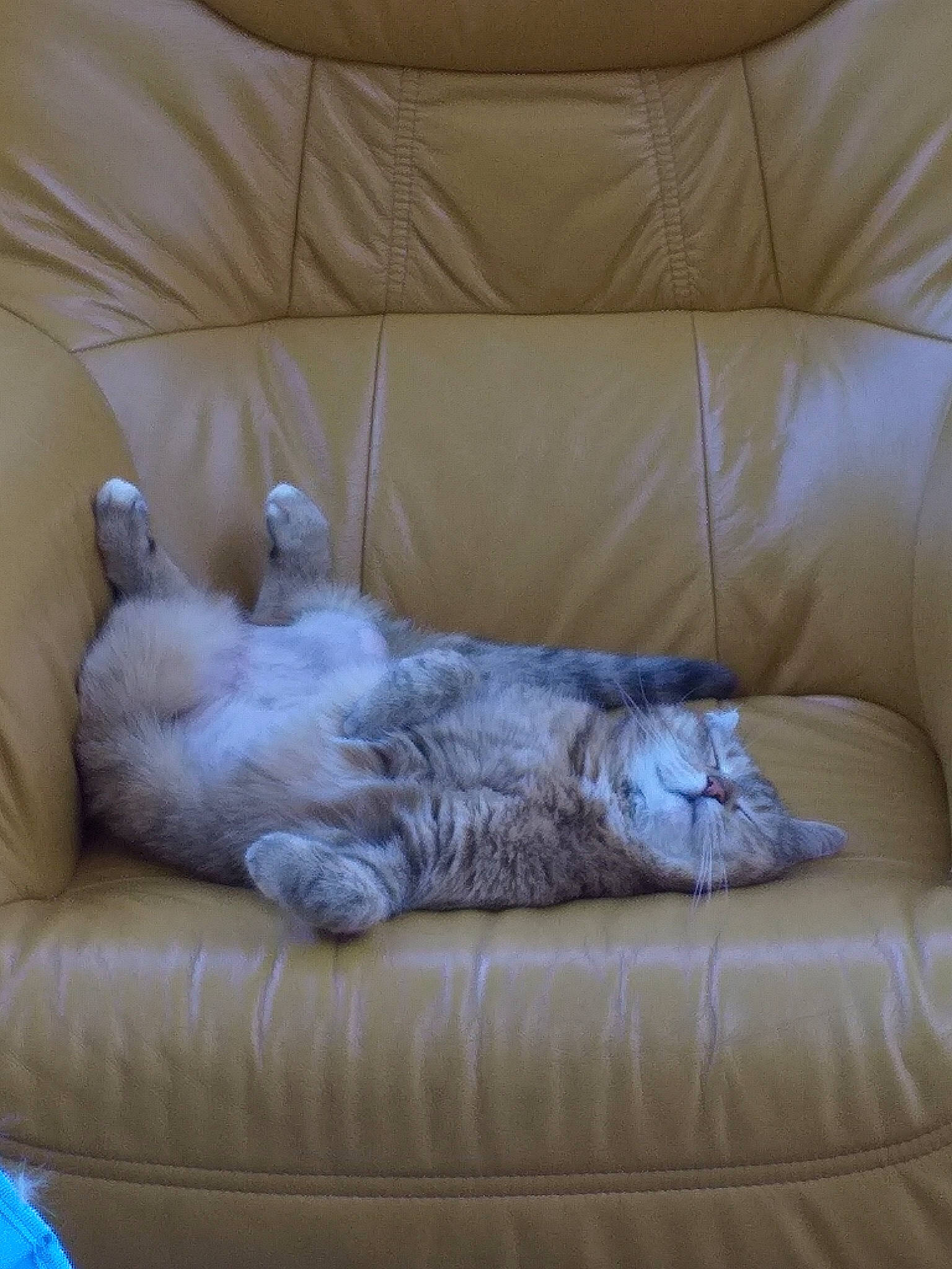 Danette participe au concours pour gagner de l'argent avec cette photo : bed, canidae, carnivore, cat, comfort, couch, cushion, felidae, fur, furniture, linens, nap, pillow, room, sleep, small_to_medium_sized_cats, textile, whiskers