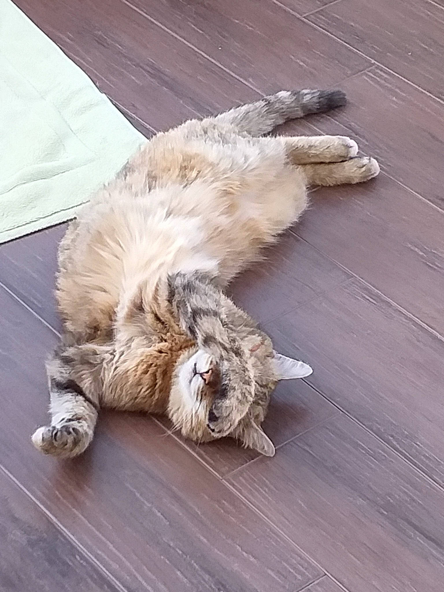 Danette participe au concours pour gagner de l'argent avec cette photo : canidae, carnivore, cat, domestic_long_haired_cat, fawn, felidae, floor, fur, glen_of_imaal_terrier, norwegian_forest_cat, small_to_medium_sized_cats, sporting_group, tail, whiskers