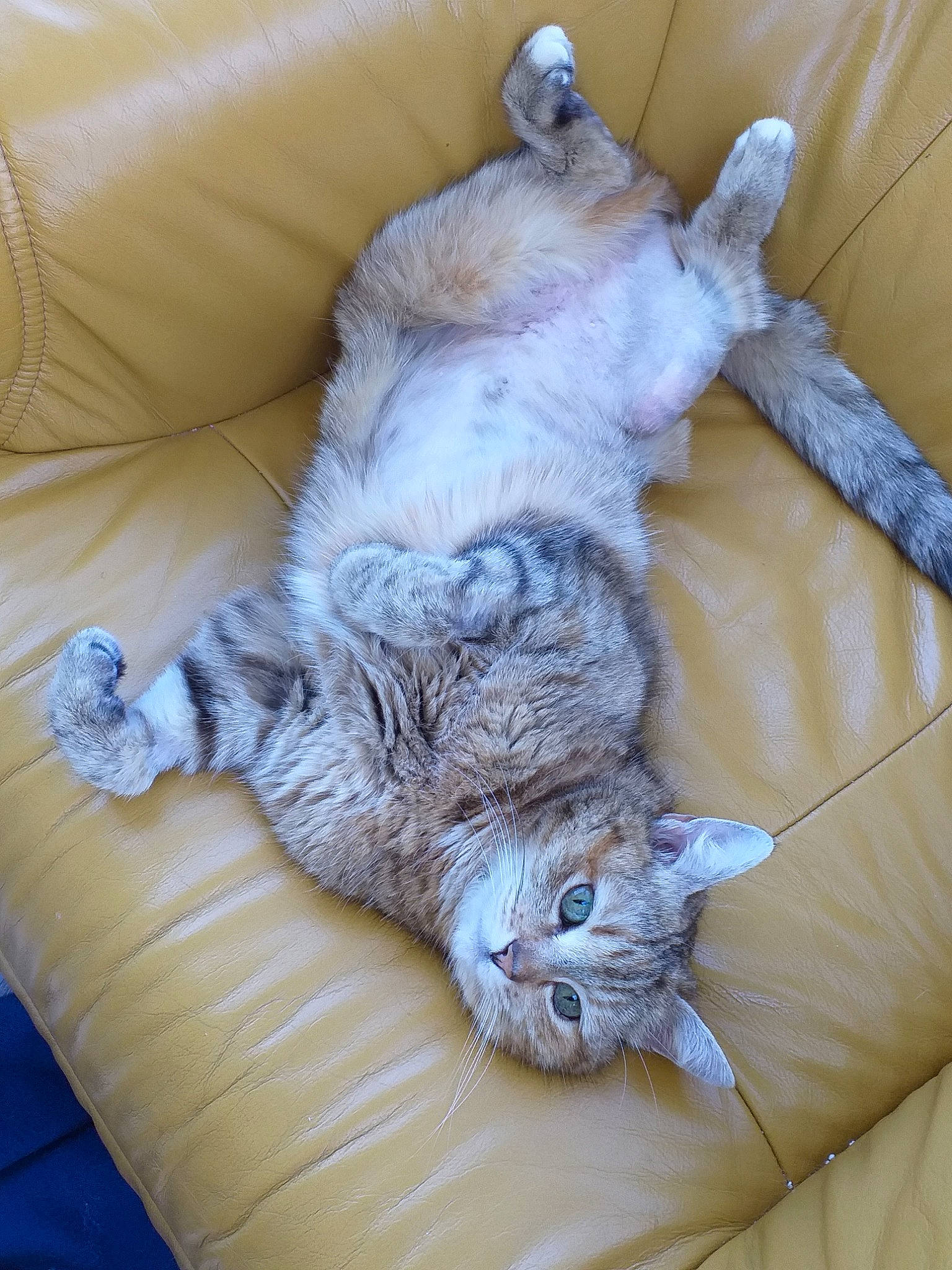 Danette a rejoint le concours — aidez-le/la à gagner de superbes lots ! british_semi_longhair, carnivore, cat, domestic_short_haired_cat, dragon_li, european_shorthair, felidae, fur, german_rex, kitten, mammal, nap, pixie_bob, selkirk_rex, sleep, small_to_medium_sized_cats, whiskers