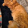Sam is registered to the contest to win money with this photo: cat, orange_cat, sleeping, fluffy, indoor, blanket, pillow, cozy, resting, feline, fur, tail, comfort, home, cushion, relaxation, pattern, soft, animal, cute