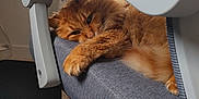 Sam joined the competition — help win amazing prizes! cat, orange_cat, fluffy, pet, chair, office_chair, furniture, indoor, relaxing, cozy, sleepy, paw, fur, carpet, home, resting, animal, cute, domestic_animal, comfort