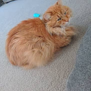 Sam is registered to the contest to win money with this photo: cat, orange_cat, fluffy, pet, toy_mouse, carpet, indoor, feline, animal, resting, cute, domestic_cat, fur, whiskers, relaxed, playful, blue_toy, floor, cozy, looking_back