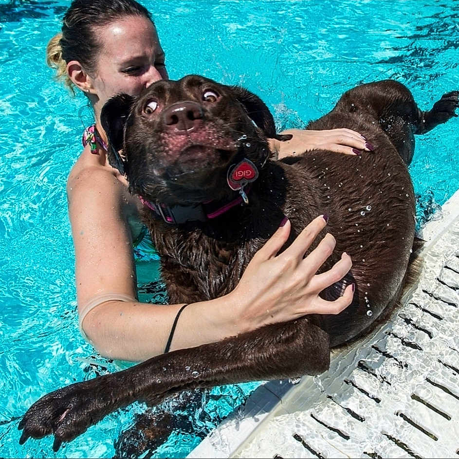 Gigi is registered to the contest to win money with this photo: animal, chocolate_labrador, daylight, dog, expression, fun, funny_face, happy, holding, outdoor, pet, playful, pool, recreation, sidewalk, summer, swimming, water, wet, woman