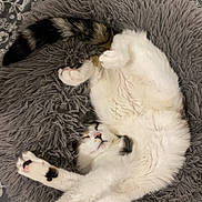 Miskine participe au concours pour gagner de l'argent avec cette photo : cat, stretching, fluffy_cushion, gray_cushion, white_cat, tabby_tail, relaxed, pet, indoor, animal, sleepy, paw, soft_texture, cute, feline, resting, cozy, home, domestic_cat, patterned_bedspread