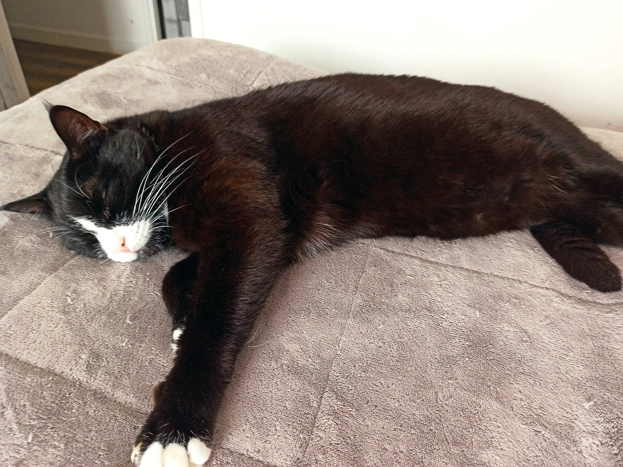 Youri participe au concours pour gagner de l'argent avec cette photo : black_cat, carnivore, cat, claw, comfort, dog_breed, domestic_short_haired_cat, felidae, flooring, fur, havana_brown, nap, paw, small_to_medium_sized_cats, snout, tail, terrestrial_animal, whiskers