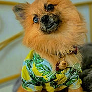 Chewy is registered to the contest to win money with this photo: dog, fluffy, tropical_shirt, pet, cute, portrait, indoor, cozy, brown_fur, collar, tag, sitting, furry, animal, domestic_pet, closeup, expression, soft_light, comfortable, blanket