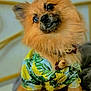 dog, fluffy, tropical_shirt, pet, cute, portrait, indoor, cozy, brown_fur, collar, tag, sitting, furry, animal, domestic_pet, closeup, expression, soft_light, comfortable, blanket