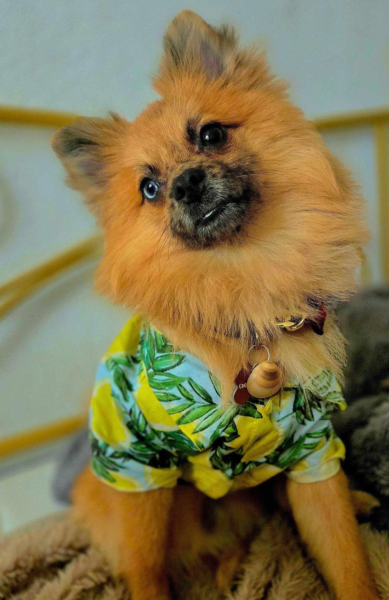 Chewy is registered to the contest to win money with this photo: dog, fluffy, tropical_shirt, pet, cute, portrait, indoor, cozy, brown_fur, collar, tag, sitting, furry, animal, domestic_pet, closeup, expression, soft_light, comfortable, blanket