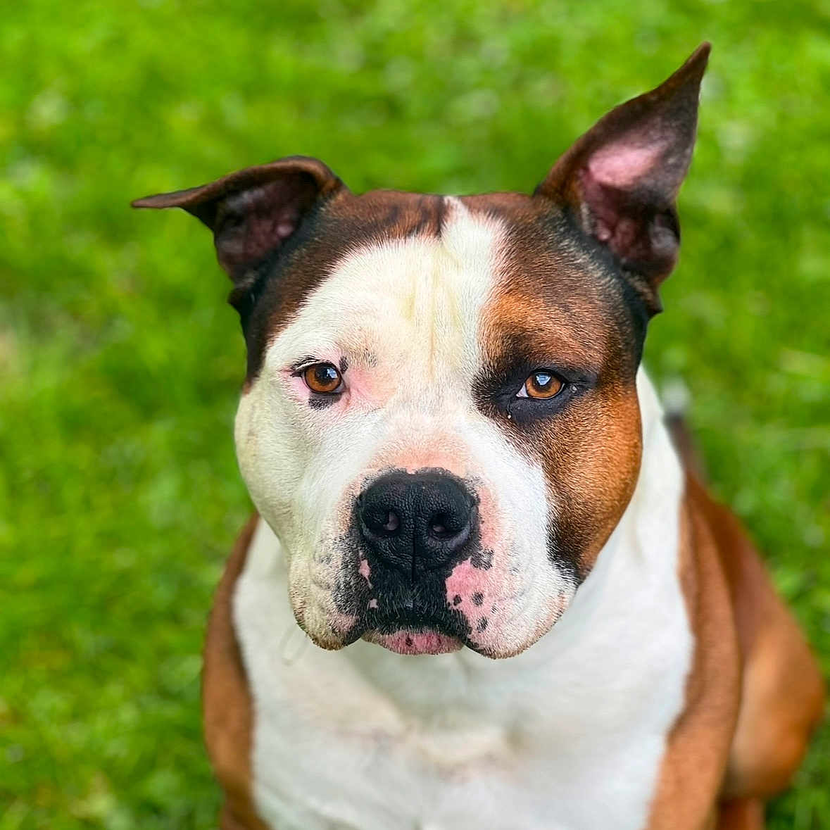 Mabrouck a rejoint le concours — aidez-le/la à gagner de superbes lots ! alert, animal, brown, canine, closeup, companion, cute, dog, domestic_animal, ears, face, friendly, grass, muzzle, nature, outdoor, pet, portrait, sitting, white