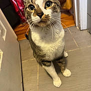 Dash joined the competition — help win amazing prizes! cat, tabby, pet, animal, indoor, curious, whiskers, floor, tile, white_paws, close_up, feline, looking_up, domestic_cat, mammal, household, fur, ears, eyes, cute