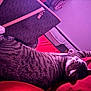 Dash is registered to the contest to win money with this photo: cat, tabby, sleeping, stretching, indoor, handbag, red_surface, feline, fur, whiskers, relaxation, domestic_animal, pet, bed, pillow, closeup, striped, resting, comfort, purple_tint