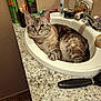 Cleo joined the competition — help win amazing prizes! animal, bathroom, blue_eyes, brush, cat, cat_in_sink, countertop, curious, domestic_cat, faucet, fur, household, indoor, pet, relaxed, resting, sink, tabby, toiletries, whiskers