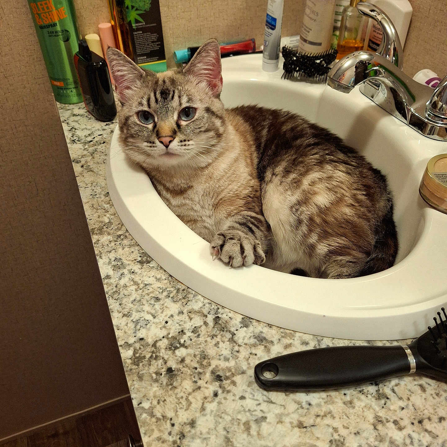 Cleo joined the competition — help win amazing prizes! animal, bathroom, blue_eyes, brush, cat, cat_in_sink, countertop, curious, domestic_cat, faucet, fur, household, indoor, pet, relaxed, resting, sink, tabby, toiletries, whiskers