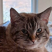 Cleo is registered to the contest to win money with this photo: animal, background_blur, calm, cat, close_up, domestic, ears, face, feline, fur, indoor, lying_down, mammal, pet, portrait, relaxed, soft_light, tabby, whiskers, window