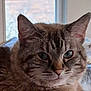 animal, background_blur, calm, cat, close_up, domestic, ears, face, feline, fur, indoor, lying_down, mammal, pet, portrait, relaxed, soft_light, tabby, whiskers, window