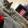 animal, bed, blanket, cat, cozy, curious, cute, domestic_animal, fur, furniture, grey_cat, home, indoor, looking_at_camera, lying_down, pet, relaxed, shelf, shopping_bag, tabby