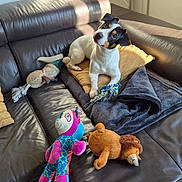 Rusty a rejoint le concours — aidez-le/la à gagner de superbes lots ! dog, puppy, leather_couch, plush_toys, sunlight, blanket, pillow, indoor, pet, cute, playful, cozy, fur, animal, toy, home, relaxing, small_dog, curious, pet_toys