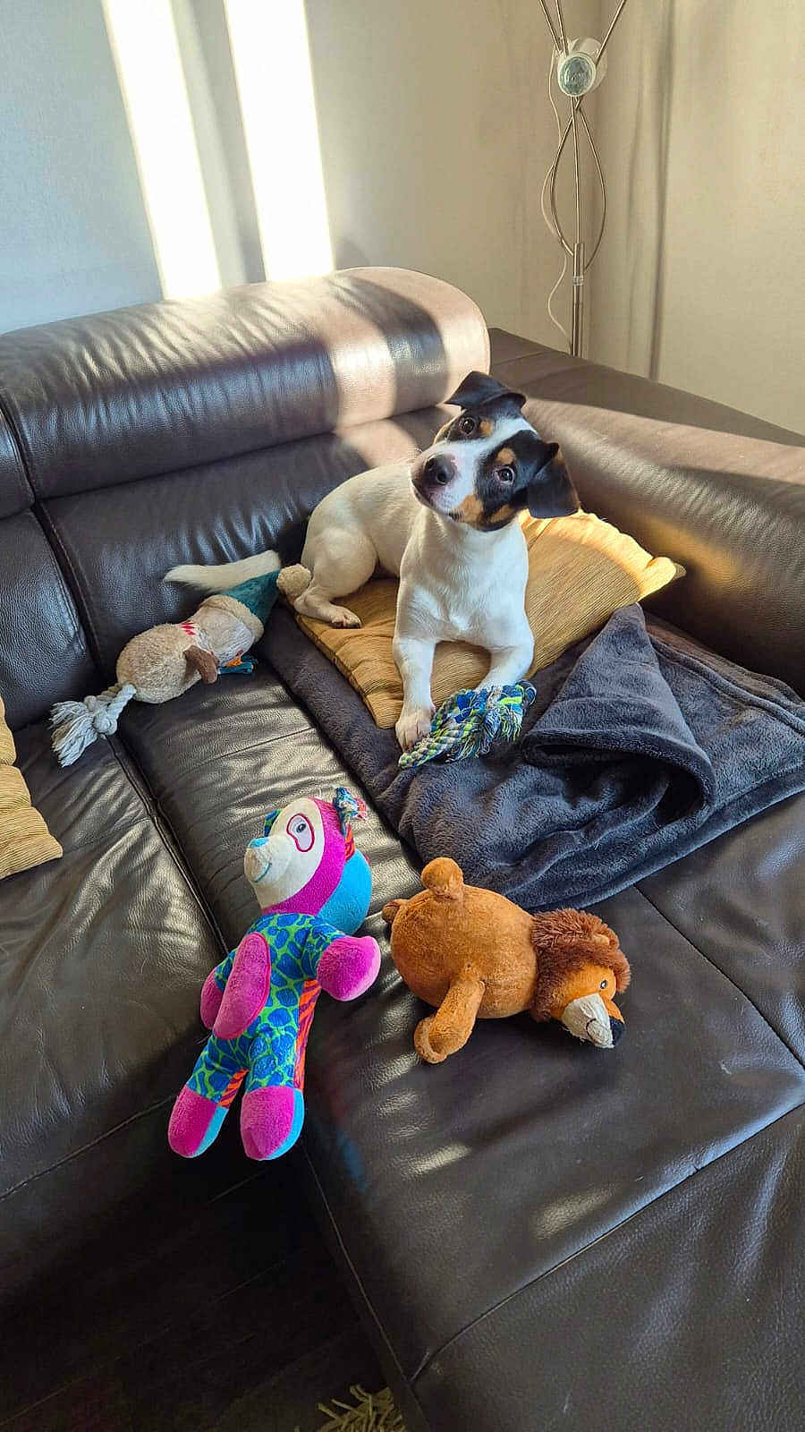 Rusty a rejoint le concours — aidez-le/la à gagner de superbes lots ! dog, puppy, leather_couch, plush_toys, sunlight, blanket, pillow, indoor, pet, cute, playful, cozy, fur, animal, toy, home, relaxing, small_dog, curious, pet_toys