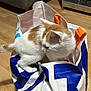 Simba participe au concours pour gagner de l'argent avec cette photo : kitten, cat, pet, animal, bag, reusable_bag, floor, wooden_floor, indoor, furniture, couch, blanket, orange_and_white, curious, small_animal, playful, domestic_cat, household, cute, young_cat