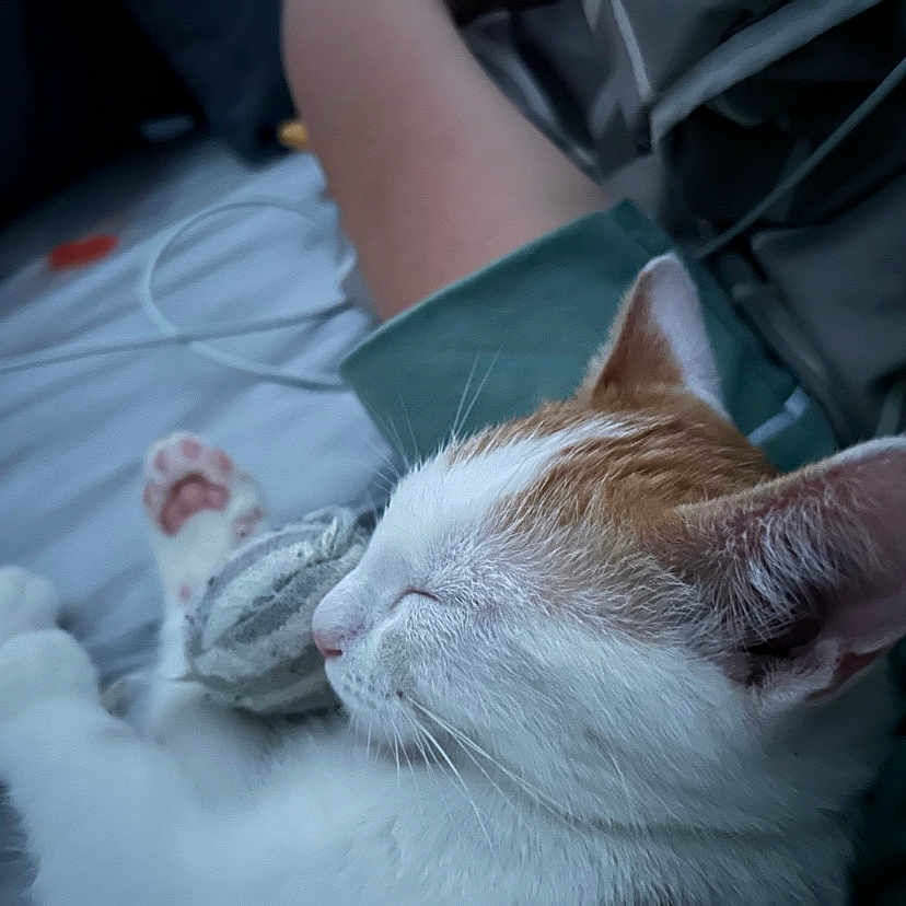 Simba participe au concours pour gagner de l'argent avec cette photo : arm, cat, closeup, clothing, companionship, cozy, domestic_animal, feline, indoor, lap, orange_cat, paw, person, pet, relaxation, resting, sleeping, soft_light, whiskers, white_cat