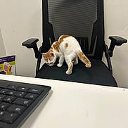 Simba participe au concours pour gagner de l'argent avec cette photo : kitten, cat, office_chair, black_chair, mesh_chair, keyboard, desk, white_wall, indoor, pet, curious, small_animal, furniture, workspace, animal, orange_spot, young_cat, exploring, office, chair_armrest