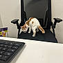 kitten, cat, office_chair, black_chair, mesh_chair, keyboard, desk, white_wall, indoor, pet, curious, small_animal, furniture, workspace, animal, orange_spot, young_cat, exploring, office, chair_armrest
