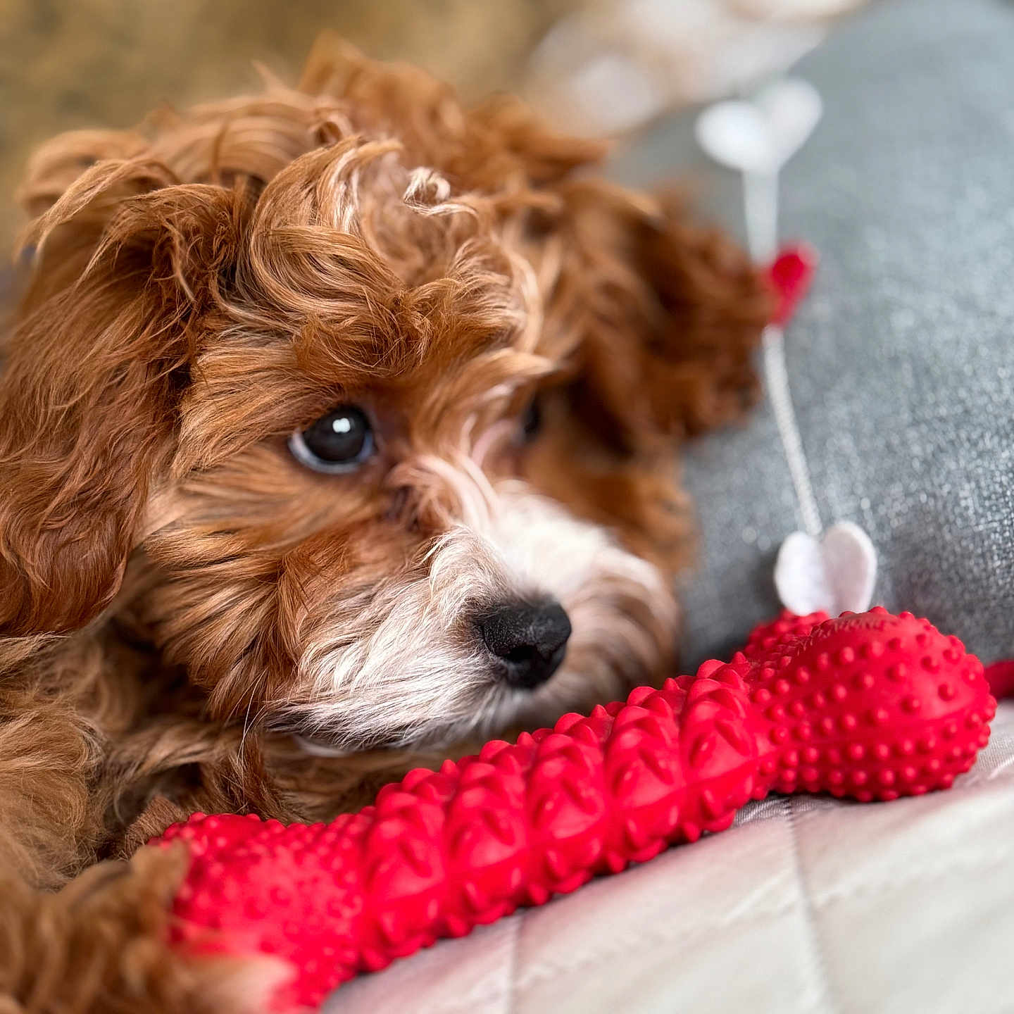 Bentley joined the competition — help win amazing prizes! animal, canine, cockerspaniel, dog, papillon, pet, poodle, puppy, terrier, whitedog