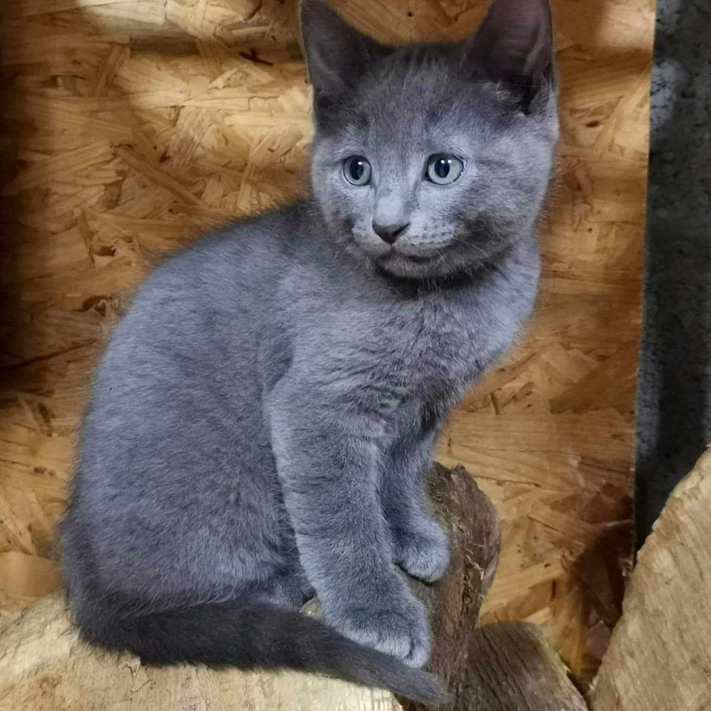 Vili a rejoint le concours — aidez-le/la à gagner de superbes lots ! abyssinian, angora, animal, cat, egyptiancat, gray, hardwood, kitten, manx, pet, slate, stainedwood, wood