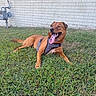 dog, brown_dog, grass, outdoor, pet, canine, happy, tongue_out, harness, laying_down, animal, nature, daylight, greenery, wall, brick_wall, playful, mammal, domestic_animal, relaxed