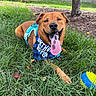 Teddy joined the competition — help win amazing prizes! dog, happy, tongue_out, birthday_boy, bandana, blue_harness, grass, outdoor, tree, toy, playful, pet, canine, summer, nature, yard, fence, smiling, animal, mammal