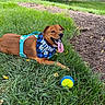Teddy joined the competition — help win amazing prizes! dog, birthday_boy, bandana, blue_harness, grass, toy_ball, outdoor, fence, garden_bed, happy, panting, pet, canine, summer, sunlight, playful, animal, nature, tongue_out, resting