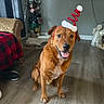 dog, brown_dog, pet, indoor, floor, living_room, headband, festive, holiday, smiling, sitting, furniture, curtains, decor, television, wooden_floor, plant, toy, cozy, cute