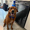 dog, brown_dog, party_hat, blue_hat, bow_tie, blue_bow_tie, kitchen, tiled_floor, dishwasher, reflection, happy_dog, pet, indoor, celebration, smiling_dog, household, appliance, countertop, window, natural_light