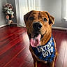 dog, birthday, bandana, tongue_out, indoor, floor, wooden_floor, curtains, flower_arrangement, happy, pet, canine, brown_dog, smiling, celebration, portrait, close_up, animal, domestic_animal, house
