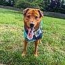 dog, birthday, bandana, grass, outdoor, pet, canine, happy, tongue_out, brown_dog, celebration, summer, fence, greenery, playful, animal, nature, daylight, portrait, cute