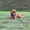 dog, grass, outdoor, pet, canine, tongue_out, happy, playful, toy, harness, nature, summer, relaxed, animal, field, brown_dog, daylight, lawn, resting, friendly