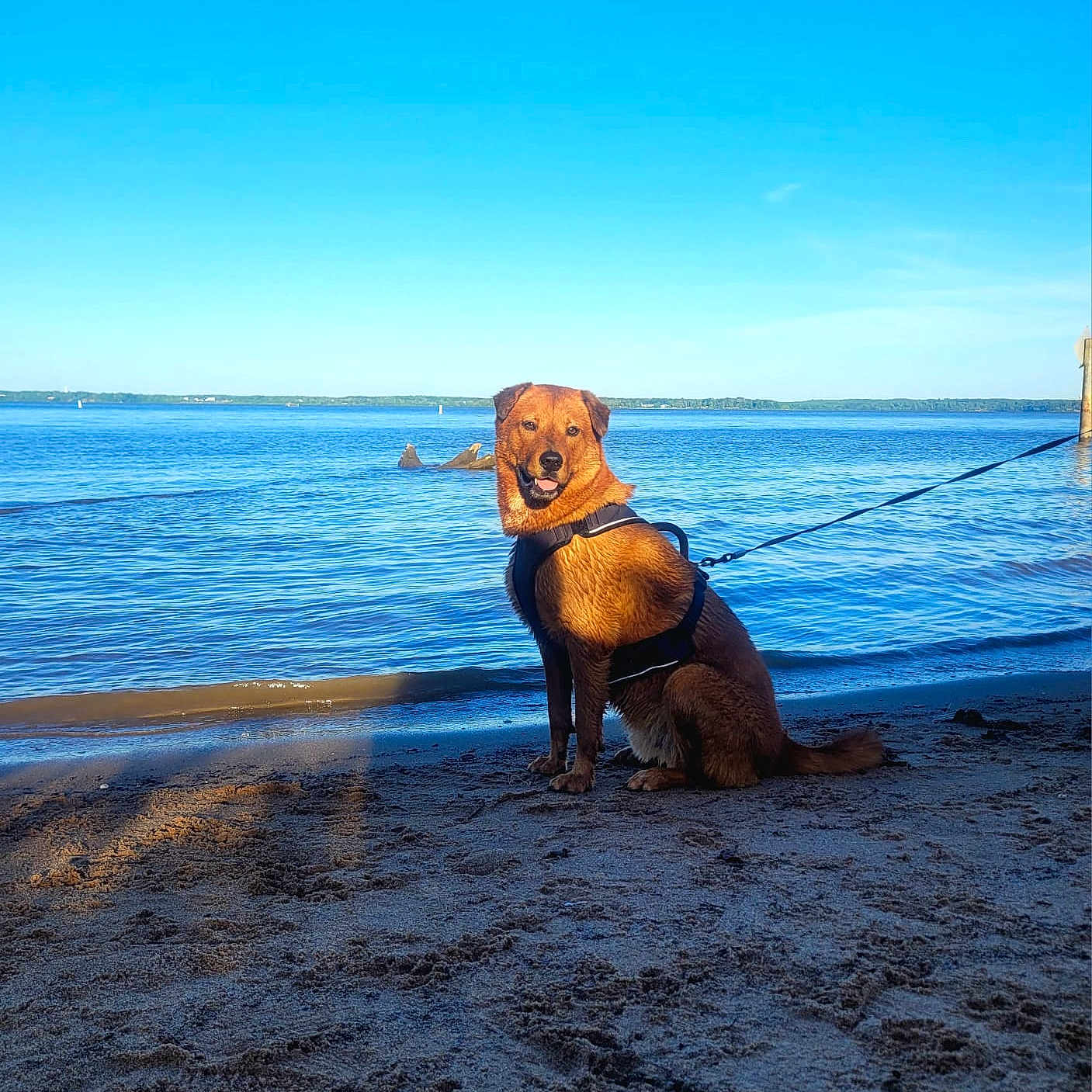 Teddy is registered to the contest to win money with this photo: dog, beach, sand, water, lake, harness, leash, blue_sky, outdoor, sunlight, sitting, calm, nature, animal, pet, canine, summer, shore, daytime, scenic