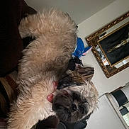 Kira is registered to the contest to win money with this photo: brown_fur, close_up, collar, companion, couch, cream_fur, cute, dog, fur, furniture, home, indoor, living_room, pet, portrait, puppy, sleeping, small_breed, tilted_frame, whiskers