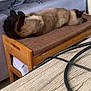 Moutik a rejoint le concours — aidez-le/la à gagner de superbes lots ! bench, cable, cat, couch, cozy, cushion, domestic, feline, fur, home, indoor, paw, pet, relaxed, resting, siamese_cat, sleeping, table, tail, wooden_furniture