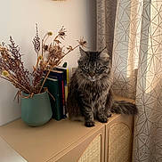 Onyx a rejoint le concours — aidez-le/la à gagner de superbes lots ! animal, beige, books, cabinet, cat, cozy, curtains, decor, dried_flowers, feline, fluffy, furniture, home, indoor, natural_light, patterned, pet, sitting, tabby_cat, vase