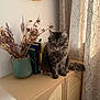 animal, beige, books, cabinet, cat, cozy, curtains, decor, dried_flowers, feline, fluffy, furniture, home, indoor, natural_light, patterned, pet, sitting, tabby_cat, vase