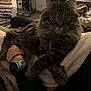 animal, blanket, cat, cozy, domestic, fluffy, fur, furniture, home, indoor, intense_gaze, living_room, mammal, paws, person, pet, relaxing, tabby, watch, wrist