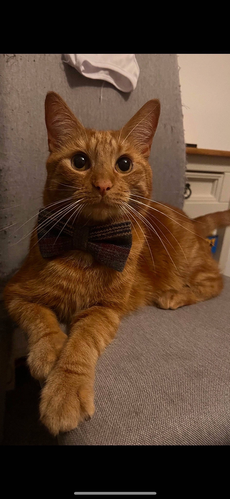 Ronnie Wyn Jones is registered to the contest to win money with this photo: carnivore, cat, claw, domestic_short_haired_cat, fawn, felidae, fur, paw, small_to_medium_sized_cats, snout, tail, terrestrial_animal, whiskers