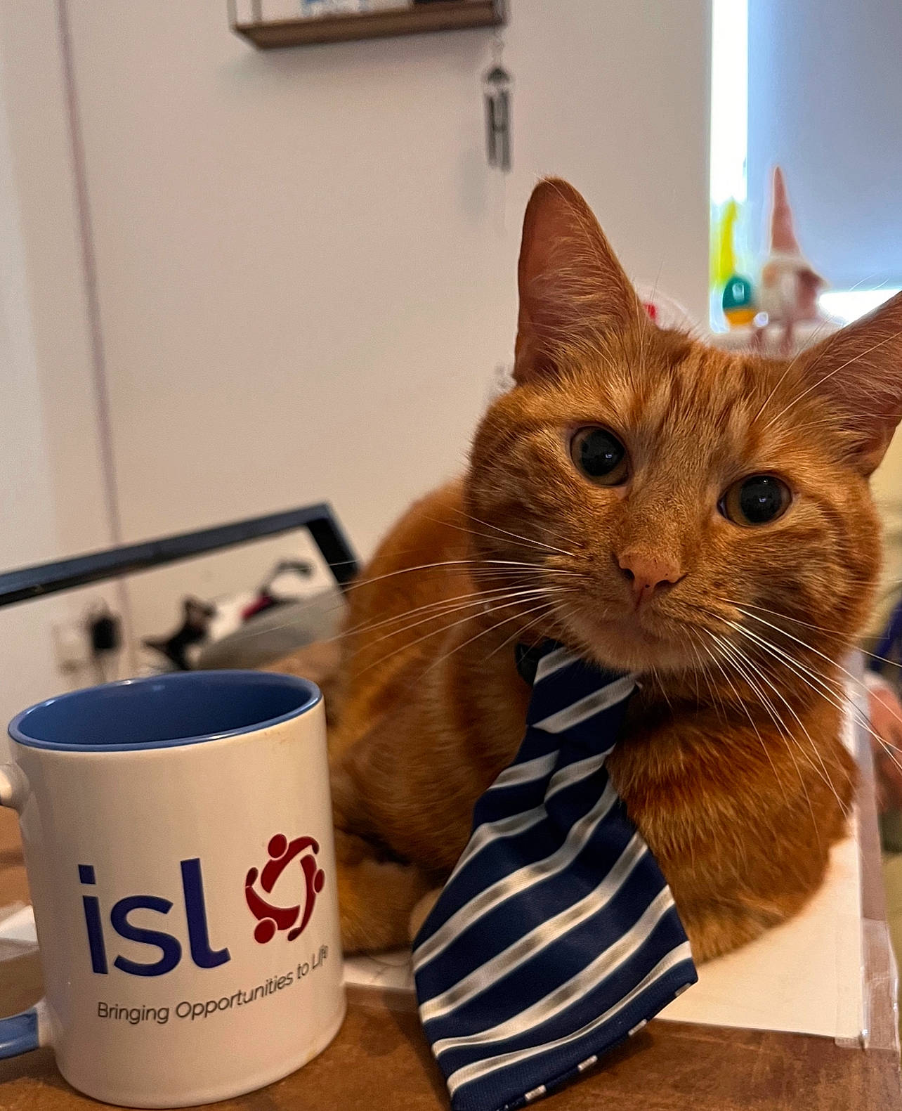 Ronnie Wyn Jones joined the competition — help win amazing prizes! carmine, carnivore, cat, coffee_cup, cup, domestic_short_haired_cat, drinkware, fawn, felidae, font, fur, packaging_and_labeling, pet_supply, picture_frame, serveware, small_to_medium_sized_cats, table, tableware, whiskers