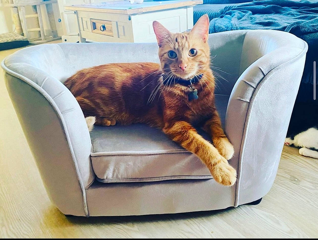 Ronnie Wyn Jones joined the competition — help win amazing prizes! armrest, carnivore, cat, cat_supply, chair, comfort, couch, domestic_short_haired_cat, felidae, fur, lap, nap, outdoor_furniture, paw, rectangle, sitting, small_to_medium_sized_cats, tail, whiskers, window