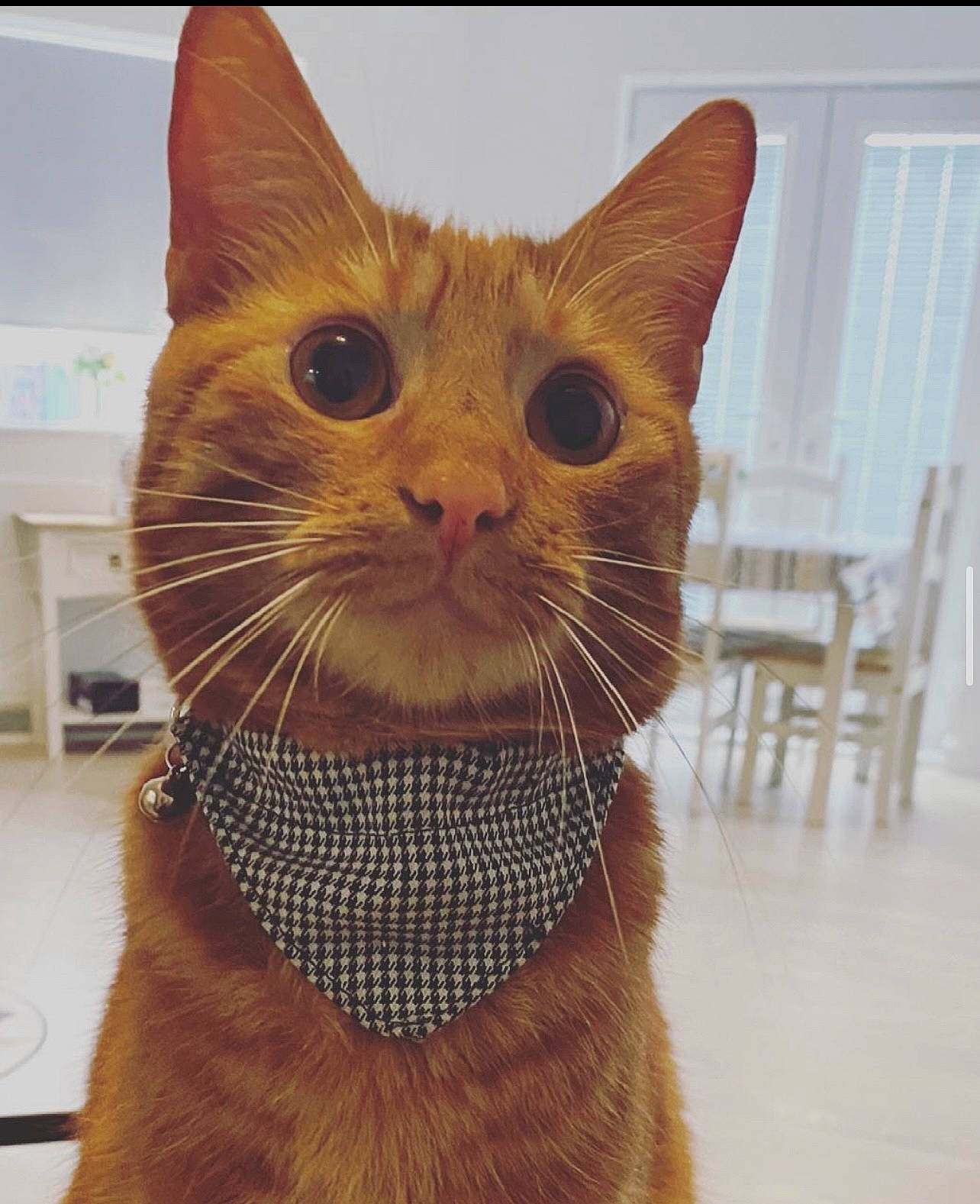 Ronnie Wyn Jones is registered to the contest to win money with this photo: carnivore, cat, cat_supply, chair, collar, domestic_short_haired_cat, fawn, felidae, fur, paw, pet_supply, small_to_medium_sized_cats, snout, tail, terrestrial_animal, whiskers, window