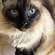 Baby Kitty joined the competition — help win amazing prizes! animal, blue_eyes, cat, chair, close_up, curious, cute, domestic_animal, feline, floor, fluffy, fur, indoor, looking, mammal, pet, portrait, siamese_cat, whiskers, wooden_chair