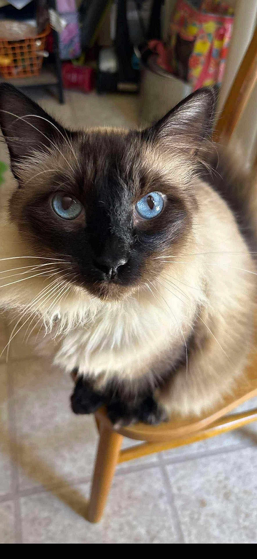 Baby Kitty