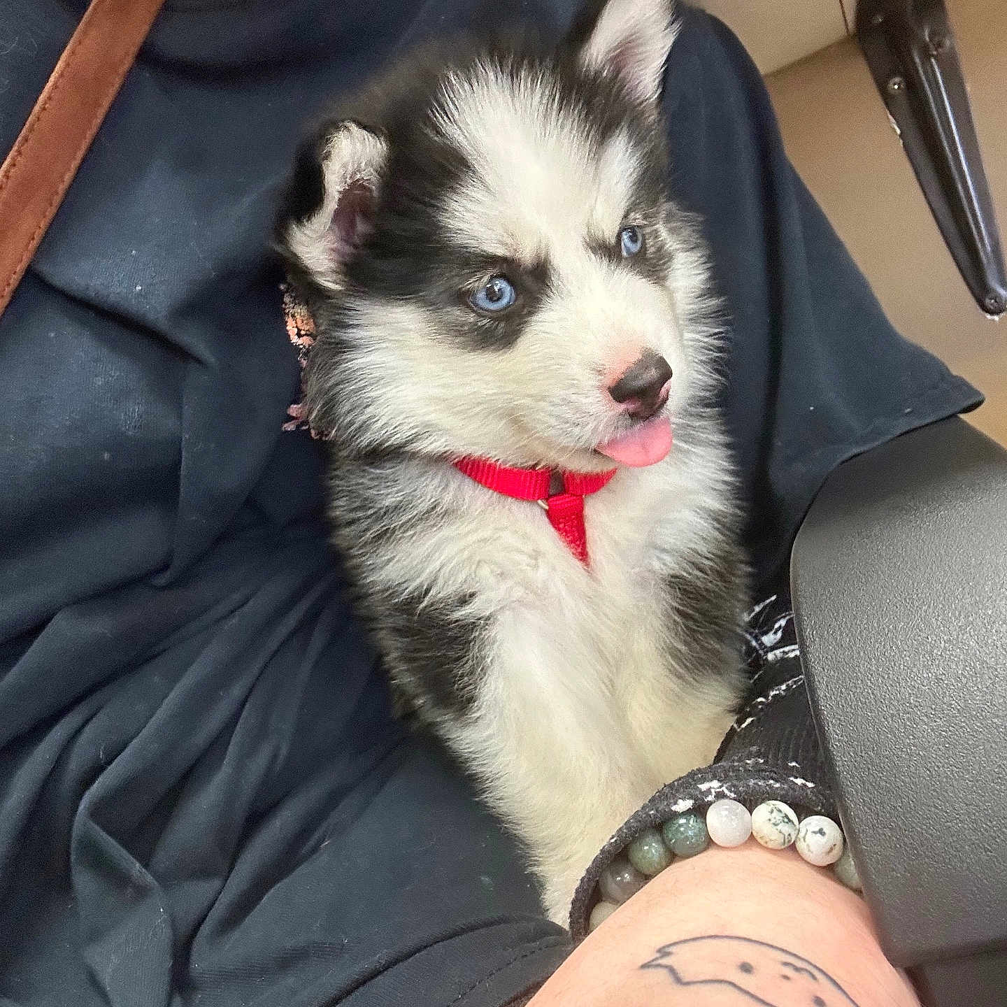 Nova joined the competition — help win amazing prizes! accessories, animal, arm, bodypart, canine, cat, dog, eskimodog, finger, hand, husky, jewelry, kitten, person, pet, puppy, skin, strap, tattoo, wrist